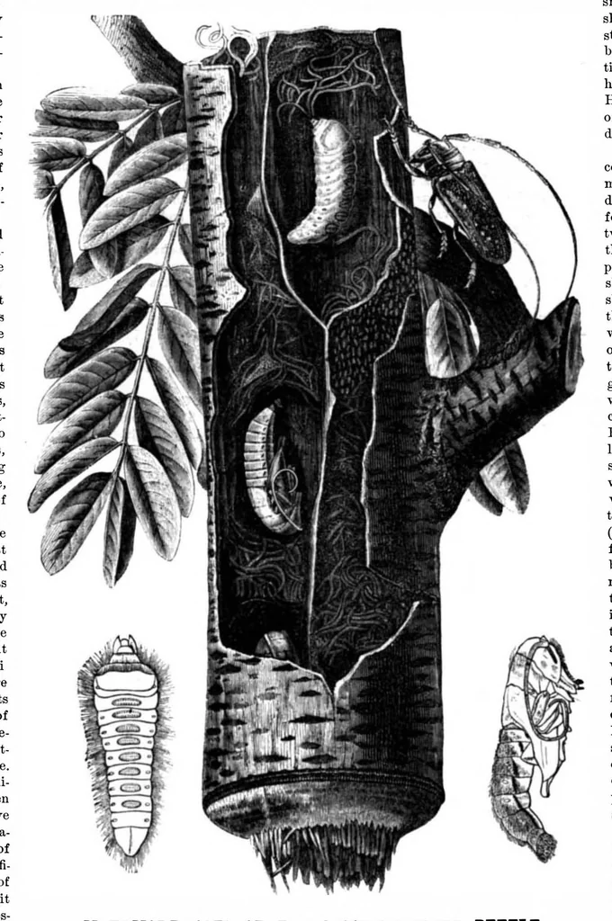 An illustration from Scientific American, Vol. 25, No. 3 (1871), 1871, leaf 4