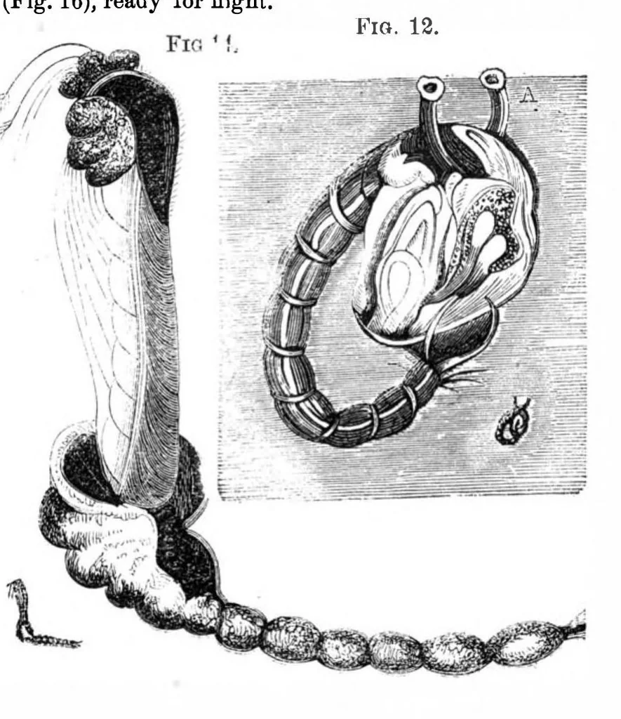 An illustration from Scientific American, Vol. 27, No. 2 (1872), 1872, leaf 3