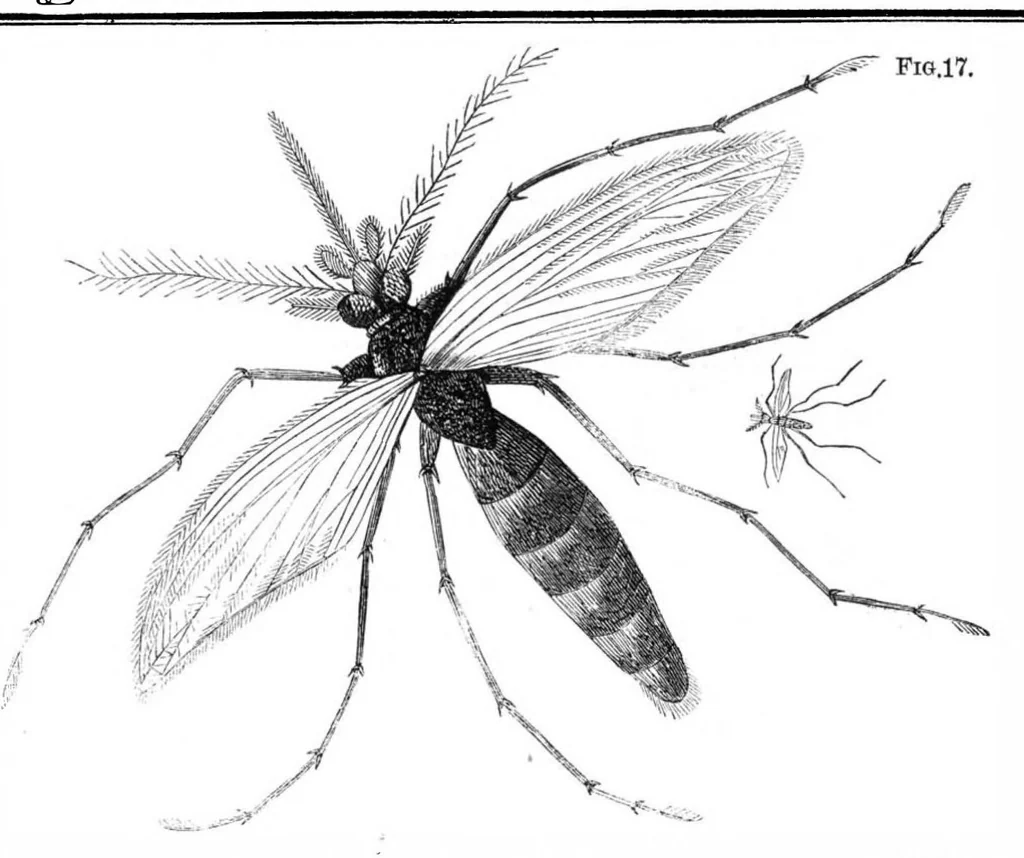 An illustration from Scientific American, Vol. 27, No. 2 (1872), 1872, leaf 4