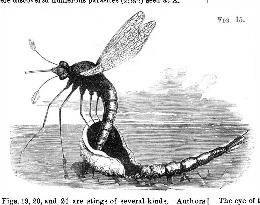 An illustration from Scientific American, Vol. 27, No. 2 (1872), 1872, leaf 4
