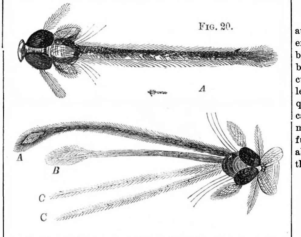 An illustration from Scientific American, Vol. 27, No. 2 (1872), 1872, leaf 4