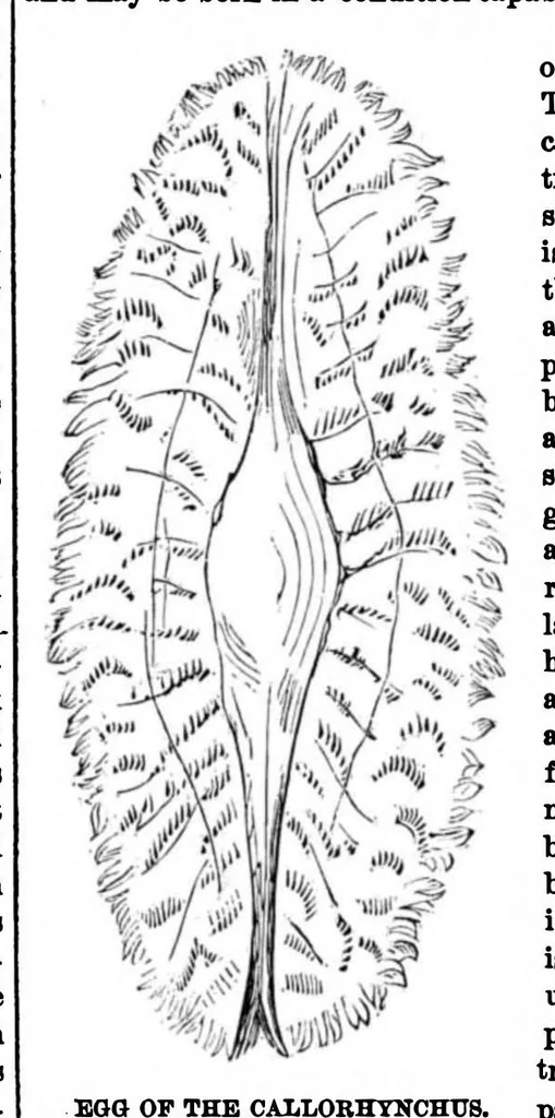 An illustration from Scientific American, Vol. 28, No. 20 (1873), 1873, leaf 4