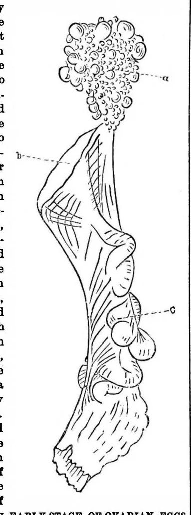 An illustration from Scientific American, Vol. 28, No. 22 (1873), 1873, leaf 5
