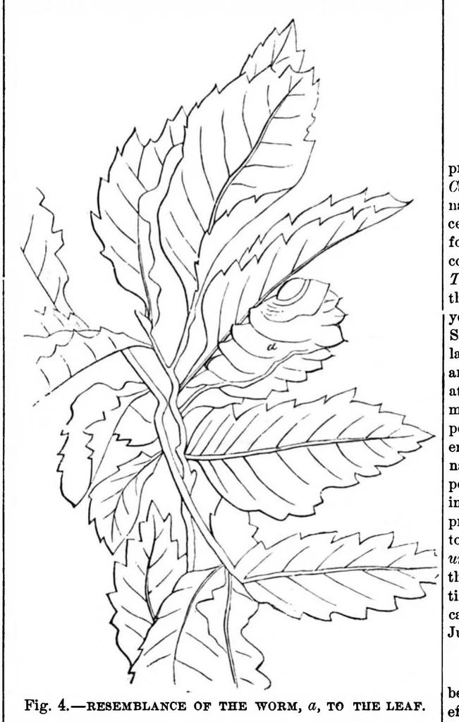 An illustration from Scientific American, Vol. 28, No. 25 (1873), 1873, leaf 3