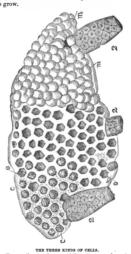 An illustration from Scientific American, Vol. 29, No. 1 (1873), 1873, leaf 3