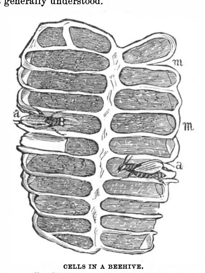 An illustration from Scientific American, Vol. 29, No. 1 (1873), 1873, leaf 3