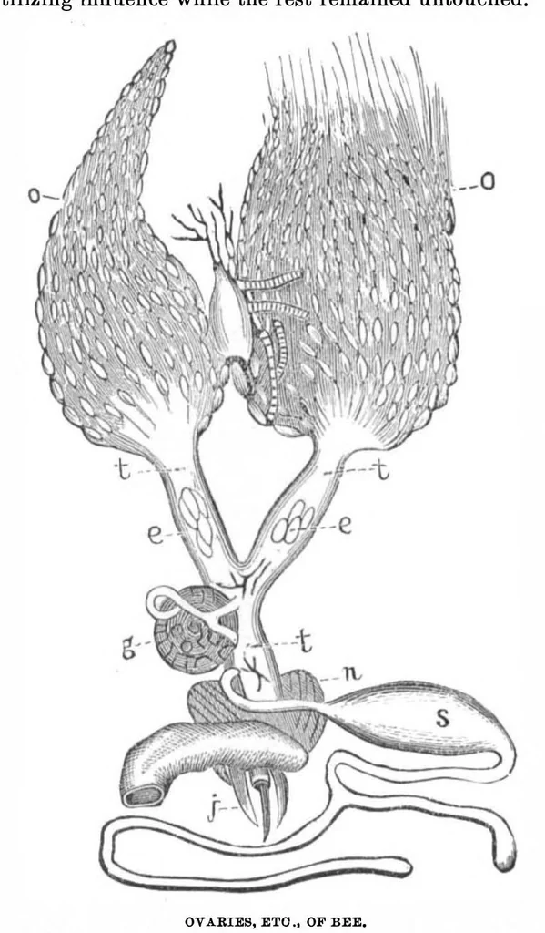 An illustration from Scientific American, Vol. 29, No. 1 (1873), 1873, leaf 4