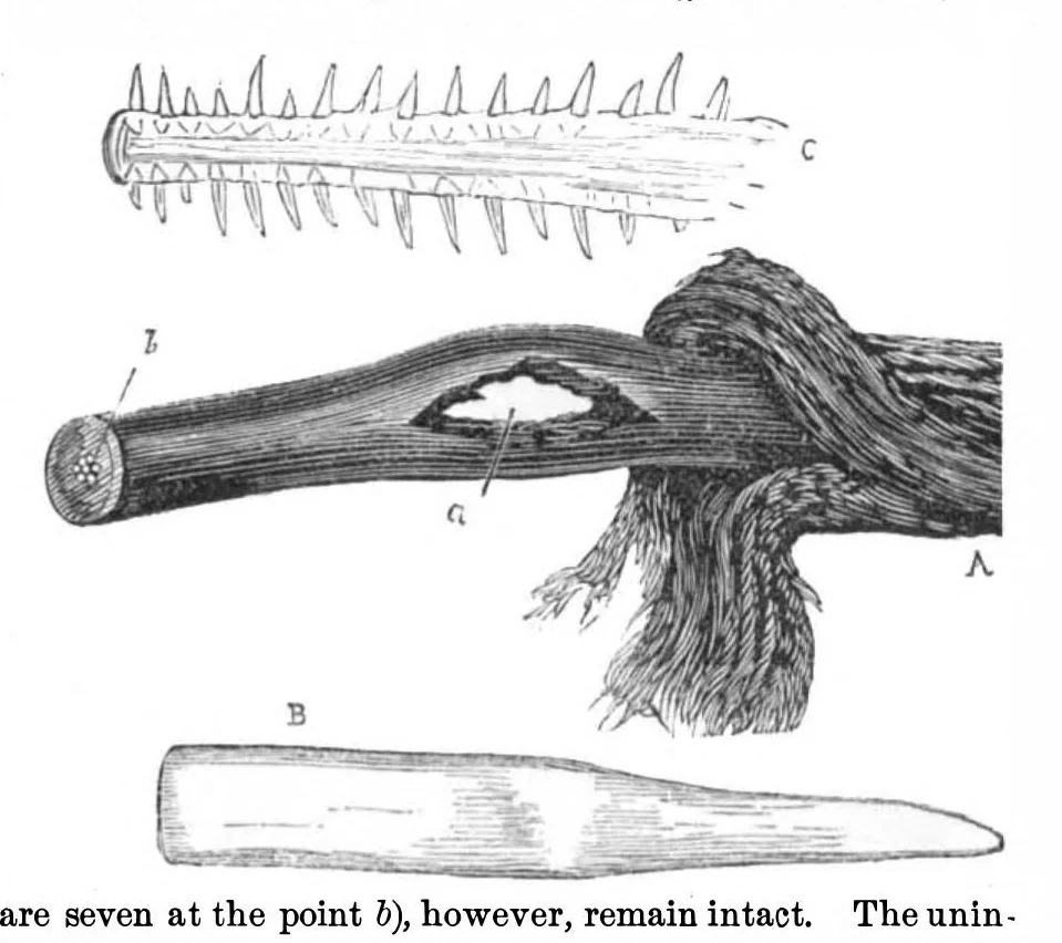 An illustration from Scientific American, Vol. 29, No. 3 (1873), 1873, leaf 3