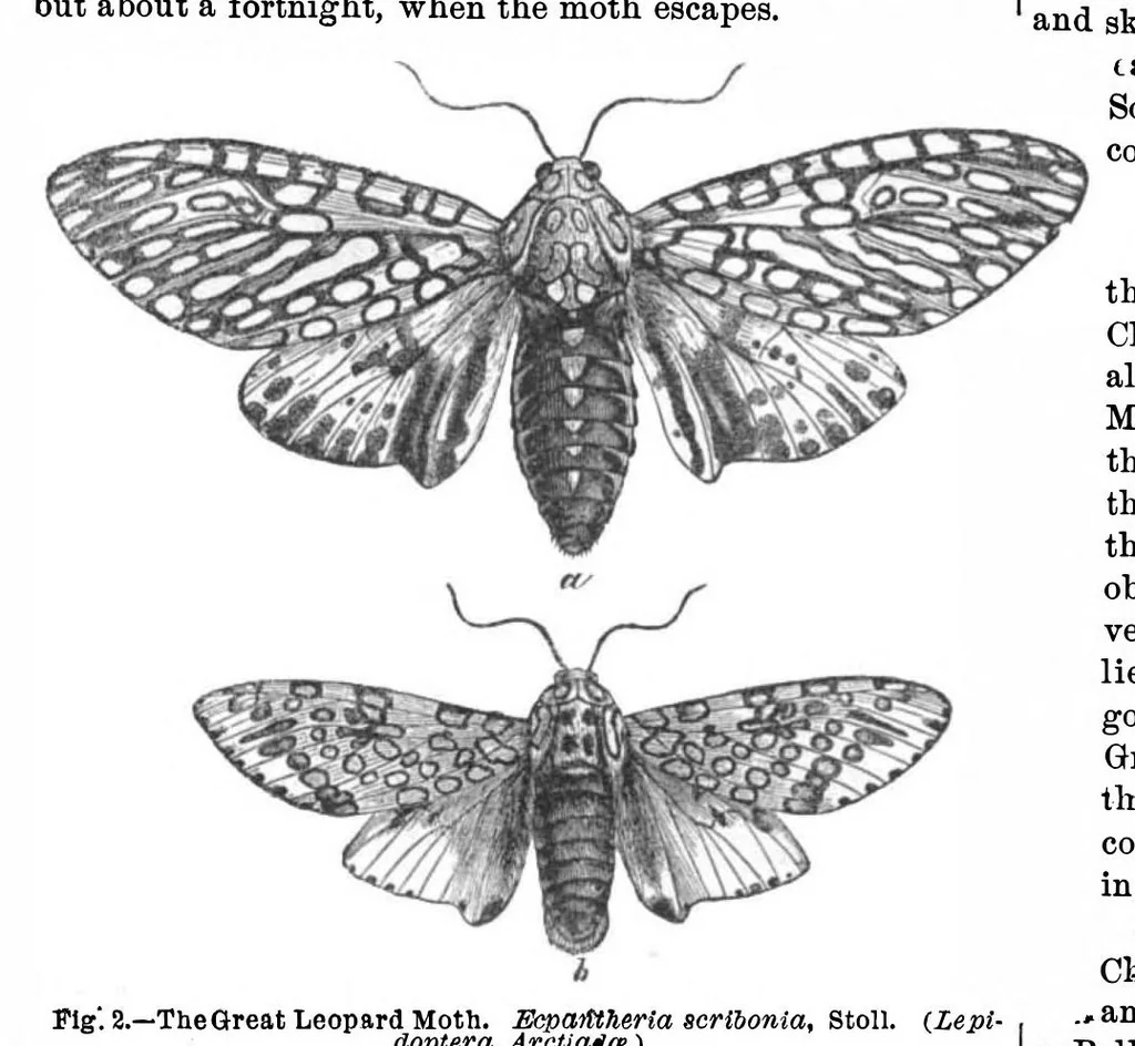 An illustration from Scientific American, Vol. 29, No. 3 (1873), 1873, leaf 5