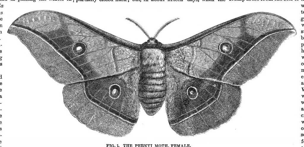 An illustration from Scientific American, Vol. 29, No. 5 (1873), 1873, leaf 4