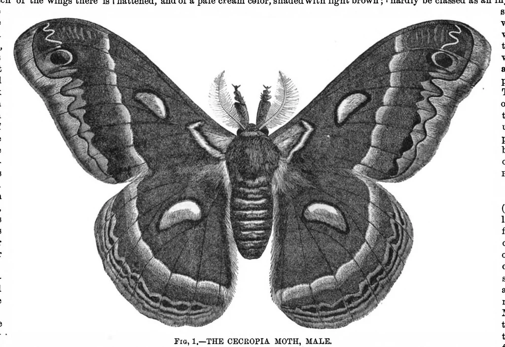 An illustration from Scientific American, Vol. 29, No. 6 (1873), 1873, leaf 8