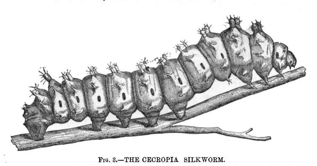 An illustration from Scientific American, Vol. 29, No. 6 (1873), 1873, leaf 8