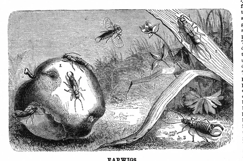 An illustration from Scientific American, Vol. 29, No. 13 (1873), 1873, leaf 4