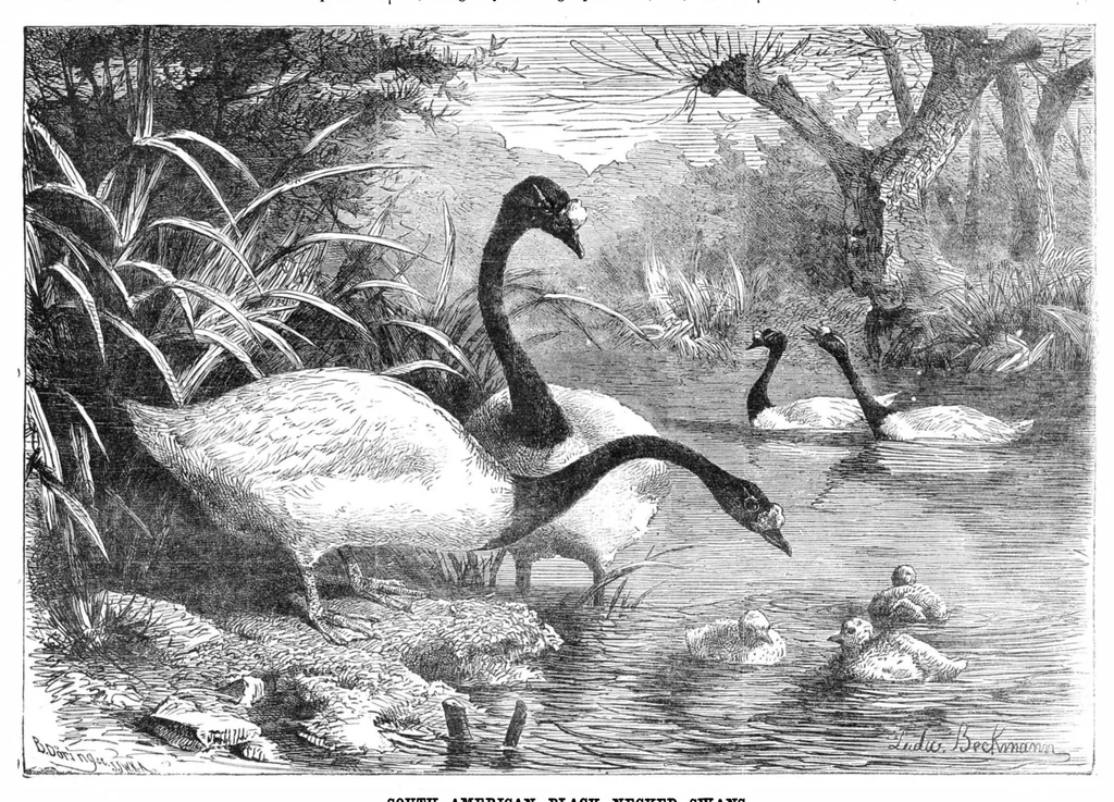 An illustration from Scientific American, Vol. 29, No. 22 (1873), 1873, leaf 8