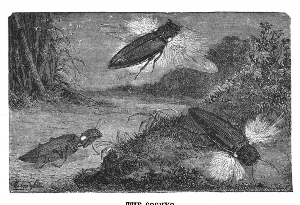 An illustration from Scientific American, Vol. 29, No. 24 (1873), 1873, leaf 8