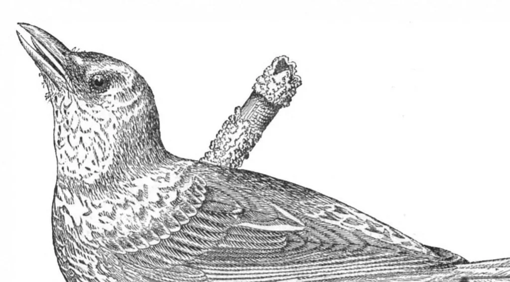 An illustration from Scientific American, Vol. 29, No. 25 (1873), 1873, leaf 3