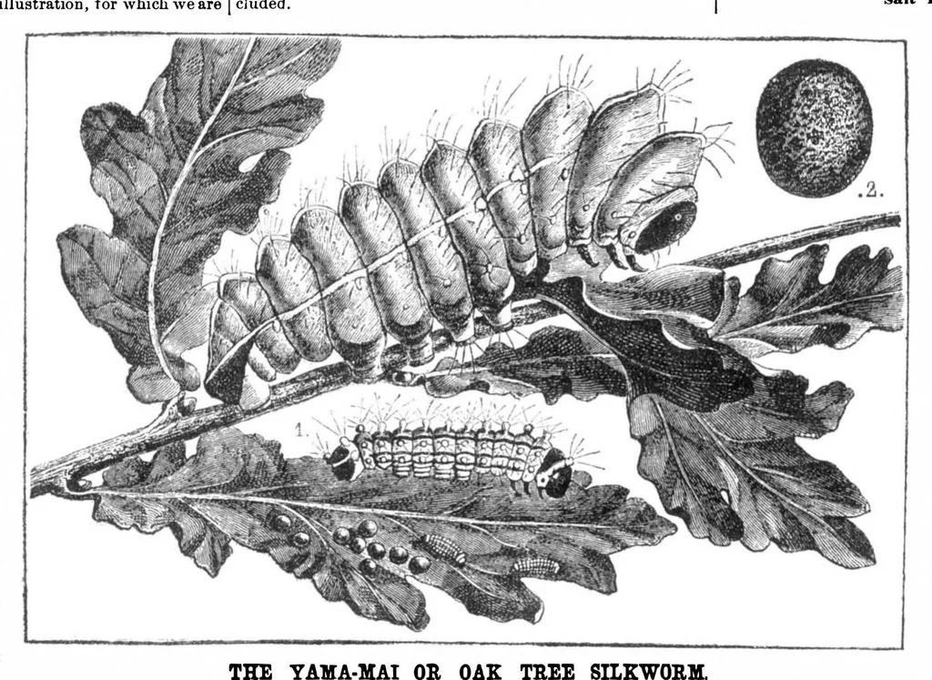 An illustration from Scientific American, Vol. 30, No. 5 (1874), 1874, leaf 3