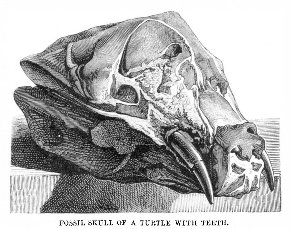 An illustration from Scientific American, Vol. 30, No. 8 (1874), 1874, leaf 3