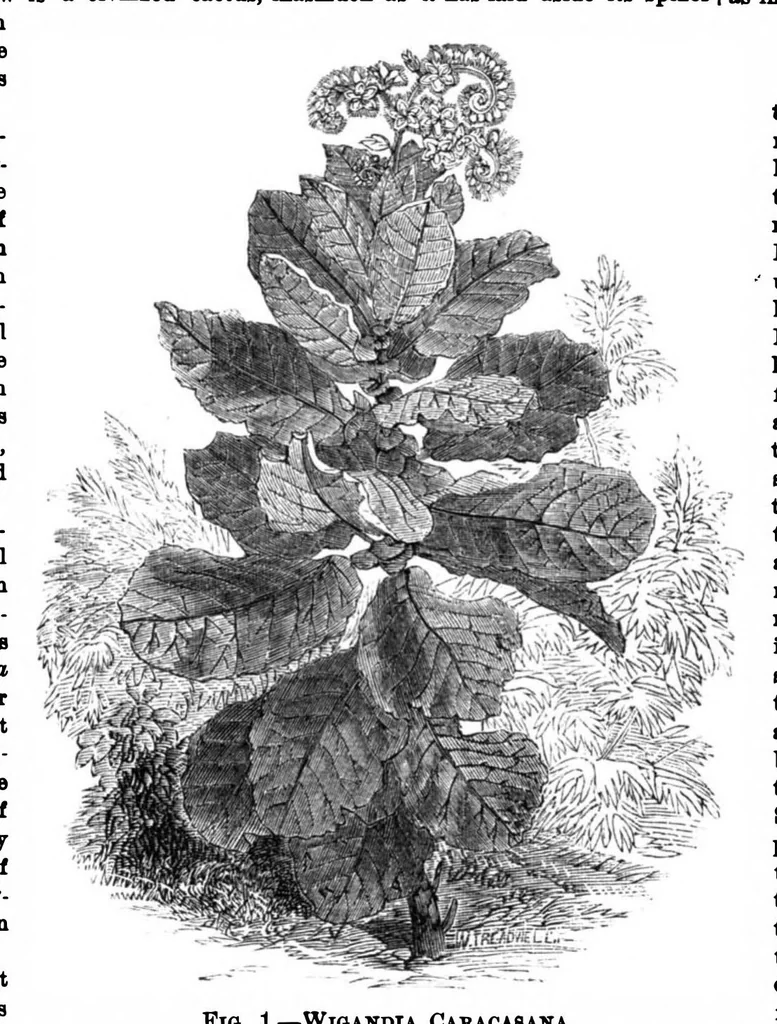 An illustration from Scientific American, Vol. 30, No. 21 (1874), 1874, leaf 8