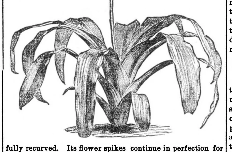 An illustration from Scientific American, Vol. 30, No. 24 (1874), 1874, leaf 8