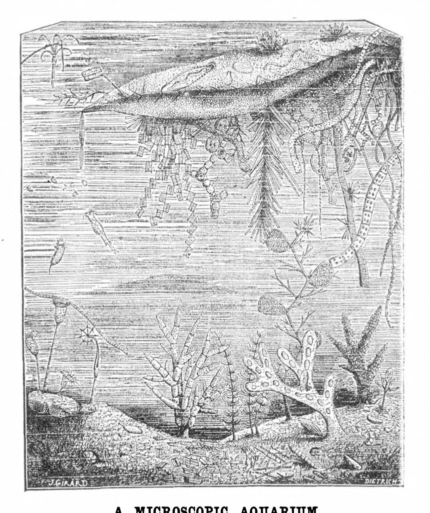 An illustration from Scientific American, Vol. 30, No. 25 (1874), 1874, leaf 8