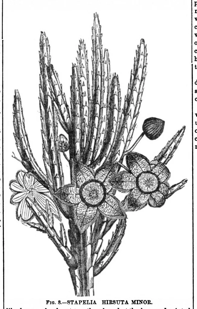An illustration from Scientific American, Vol. 31, No. 3 (1874), 1874, leaf 8