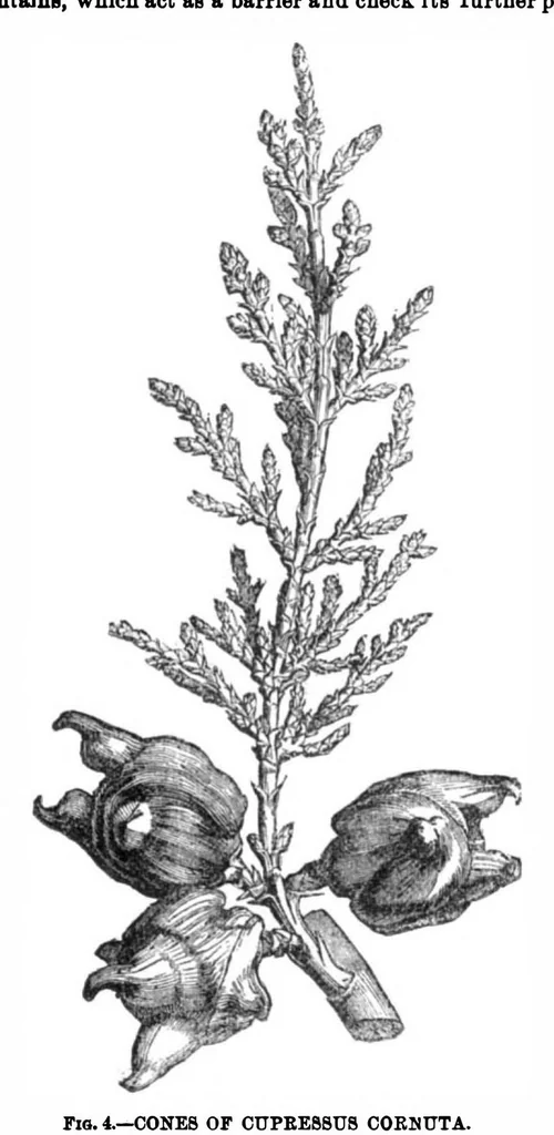 An illustration from Scientific American, Vol. 31, No. 3 (1874), 1874, leaf 8