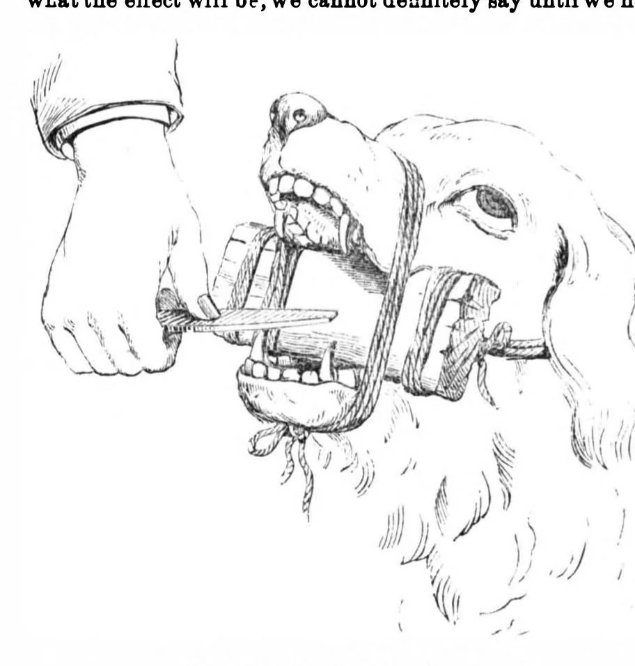 An illustration from Scientific American, Vol. 31, No. 5 (1874), 1874, leaf 9