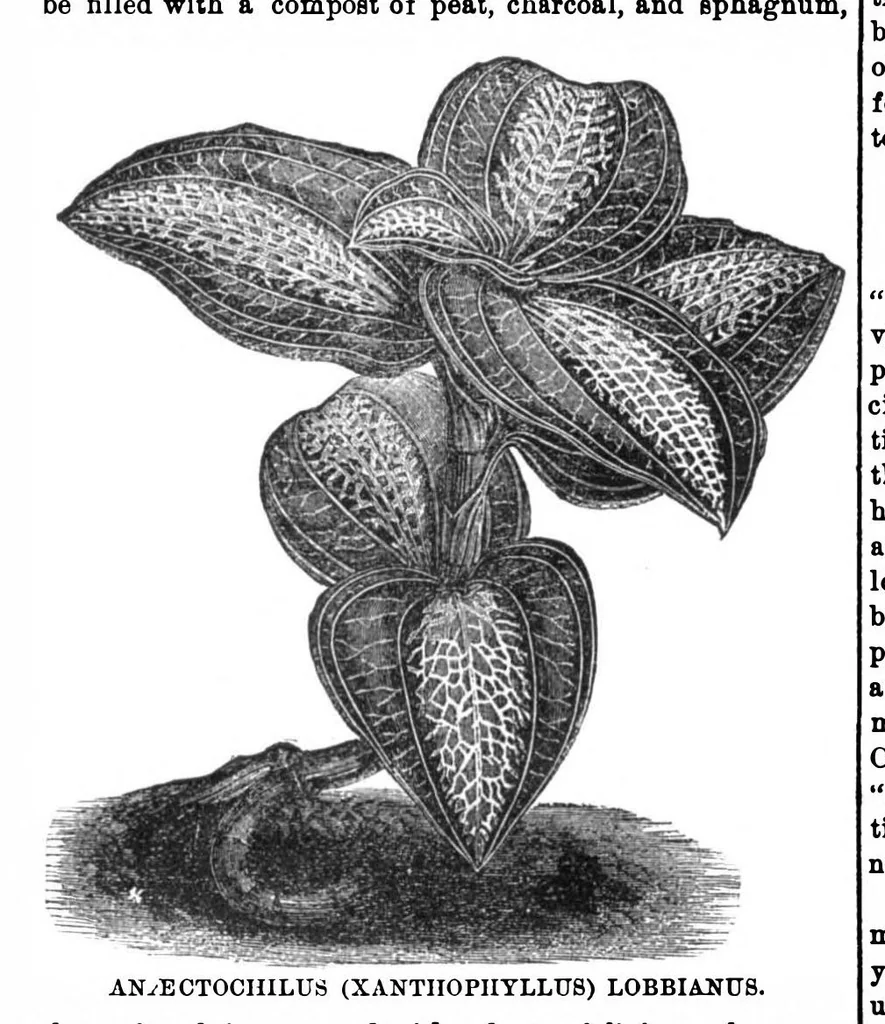 An illustration from Scientific American, Vol. 31, No. 6 (1874), 1874, leaf 3
