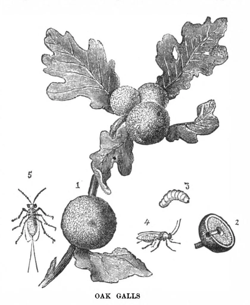 An illustration from Scientific American, Vol. 31, No. 6 (1874), 1874, leaf 3