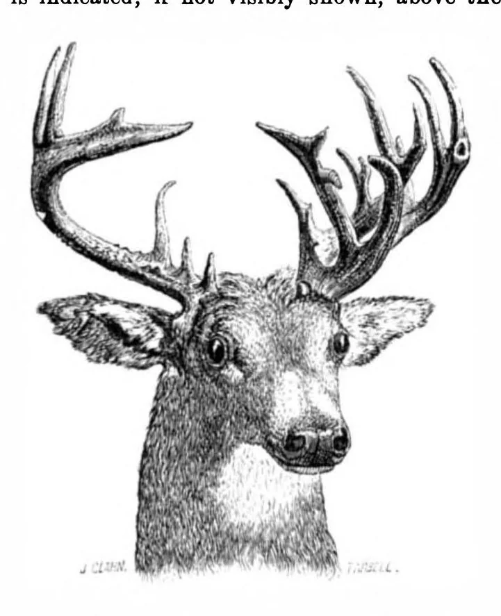 An illustration from Scientific American, Vol. 31, No. 8 (1874), 1874, leaf 3