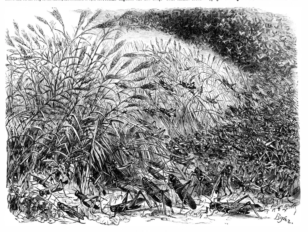 An illustration from Scientific American, Vol. 31, No. 8 (1874), 1874, leaf 8