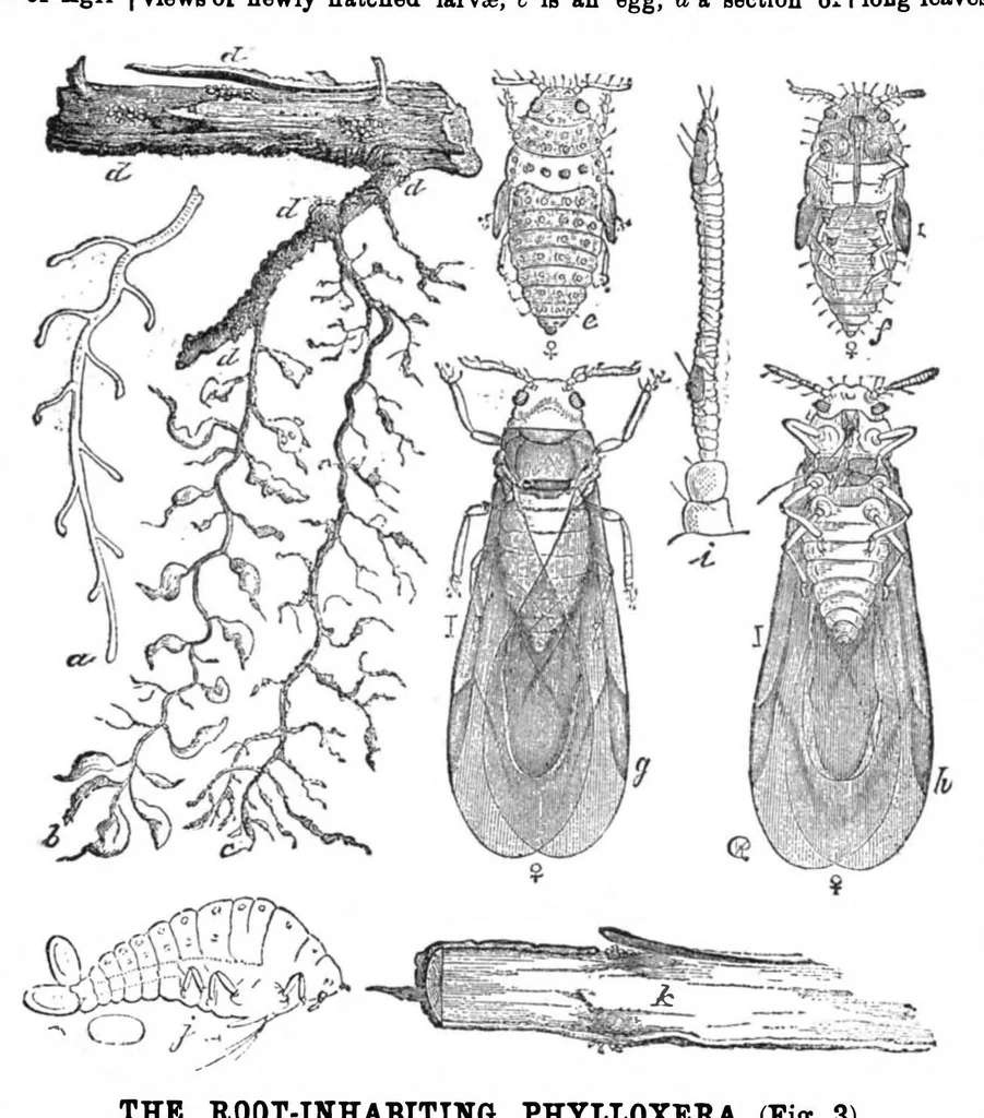 An illustration from Scientific American, Vol. 31, No. 11 (1874), 1874, leaf 3