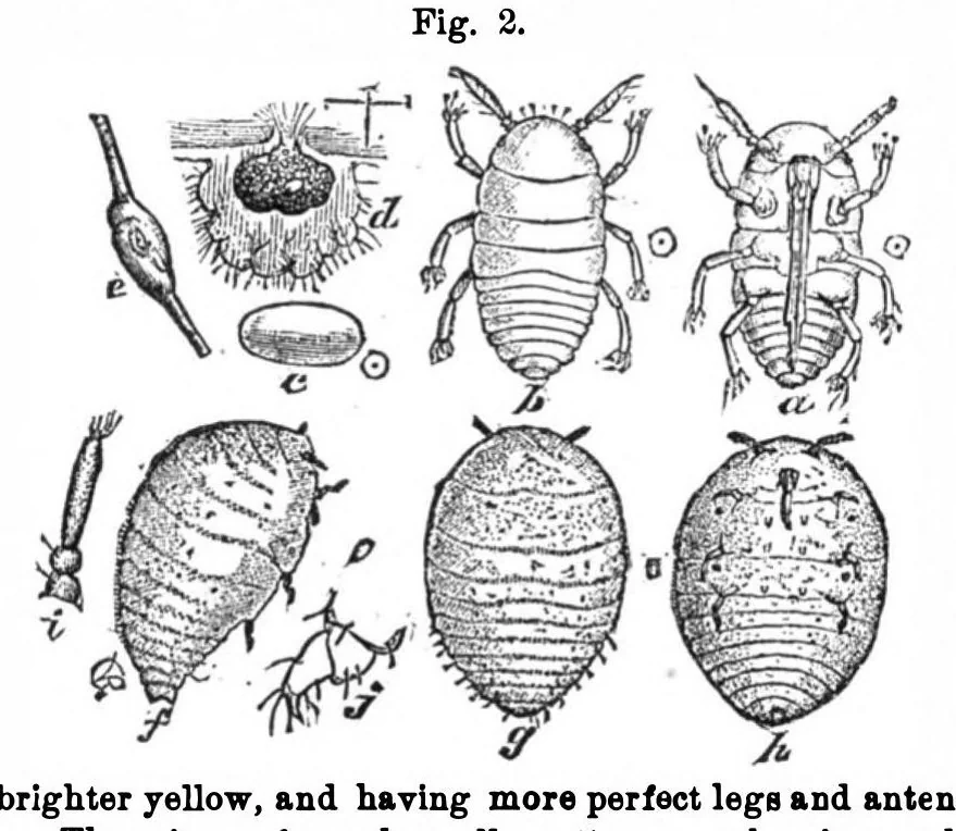 An illustration from Scientific American, Vol. 31, No. 11 (1874), 1874, leaf 3