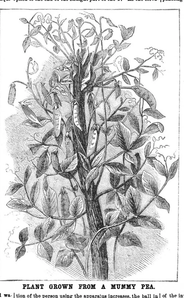 An illustration from Scientific American, Vol. 31, No. 19 (1874), 1874, leaf 3