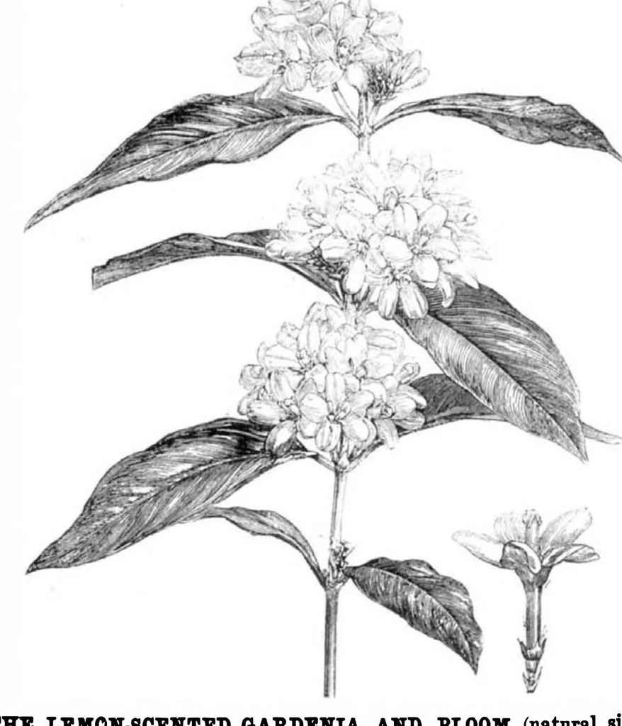 An illustration from Scientific American, Vol. 31, No. 23 (1874), 1874, leaf 8