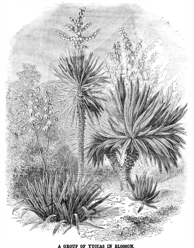 An illustration from Scientific American, Vol. 31, No. 25 (1874), 1874, leaf 8