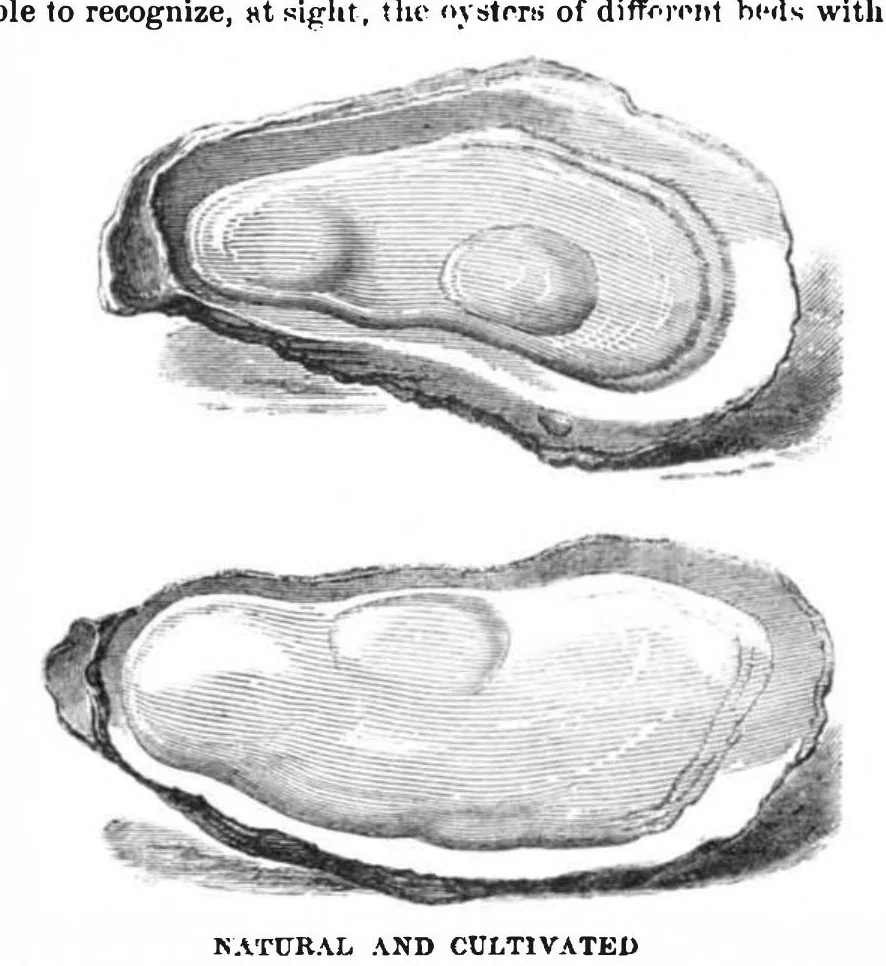 An illustration from Scientific American, Vol. 32, No. 2 (1875), 1875, leaf 2
