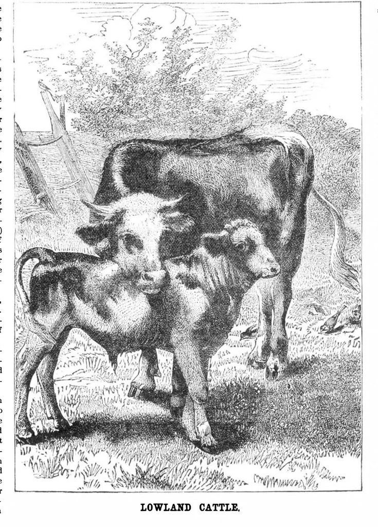 An illustration from Scientific American, Vol. 32, No. 5 (1875), 1875, leaf 8
