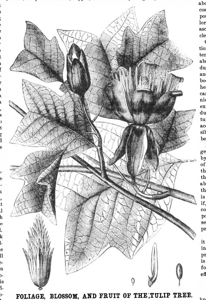 An illustration from Scientific American, Vol. 32, No. 6 (1875), 1875, leaf 4