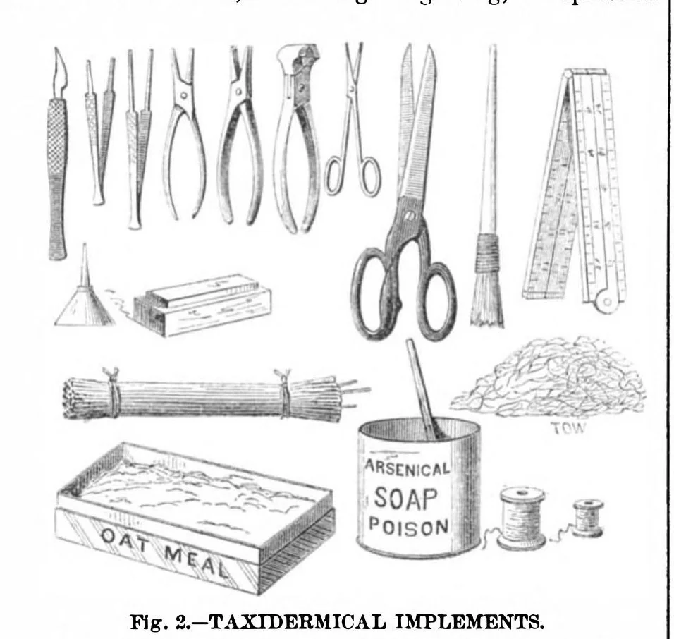 An illustration from Scientific American, Vol. 32, No. 11 (1875), 1875, leaf 0