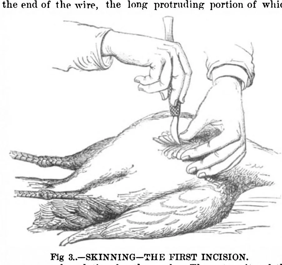 An illustration from Scientific American, Vol. 32, No. 11 (1875), 1875, leaf 0