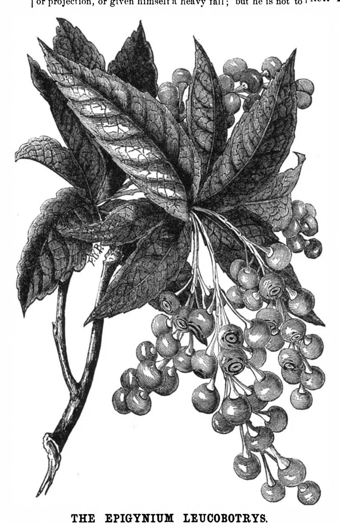 An illustration from Scientific American, Vol. 32, No. 13 (1875), 1875, leaf 8