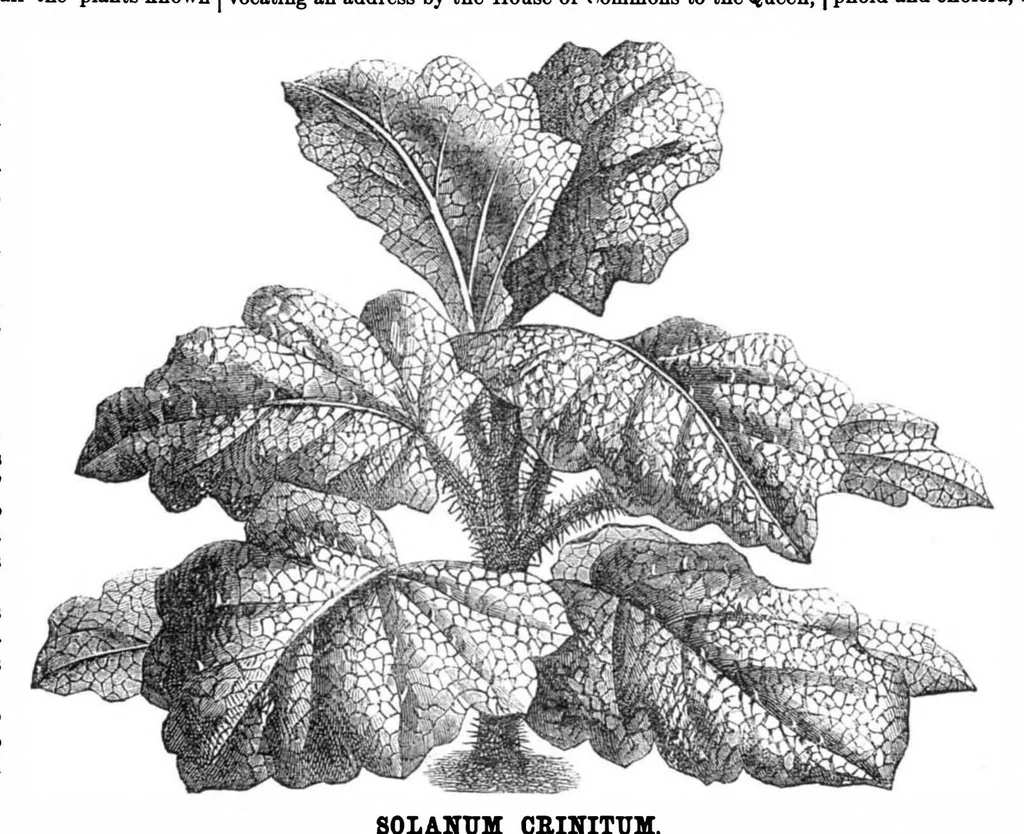 An illustration from Scientific American, Vol. 32, No. 18 (1875), 1875, leaf 8