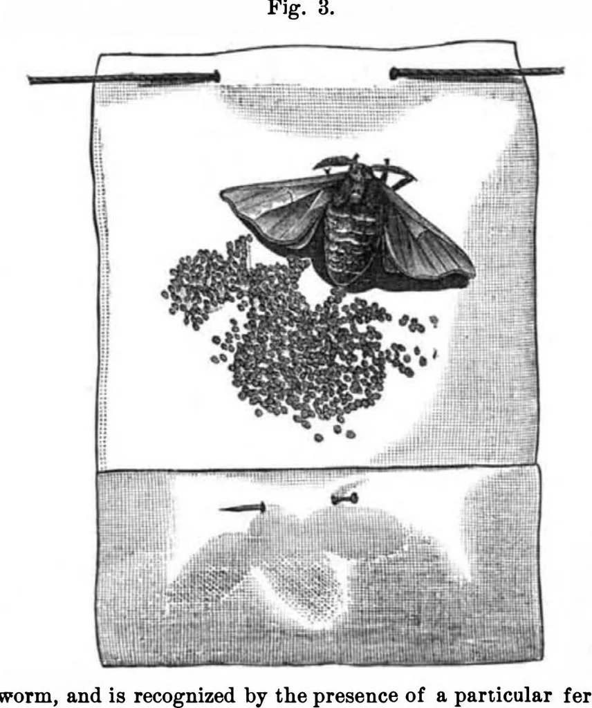 An illustration from Scientific American, Vol. 32, No. 24 (1875), 1875, leaf 3