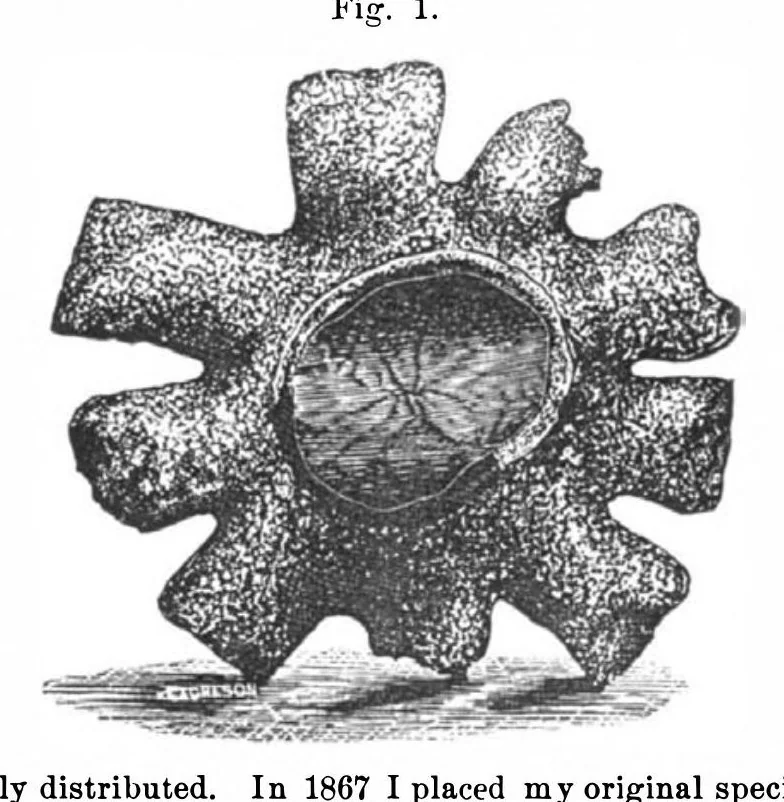 An illustration from Scientific American, Vol. 32, No. 25 (1875), 1875, leaf 4