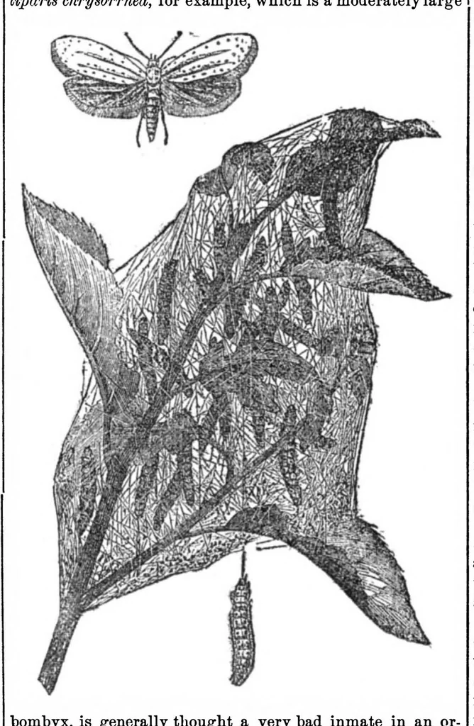 An illustration from Scientific American, Vol. 33, No. 9 (1875), 1875, leaf 8