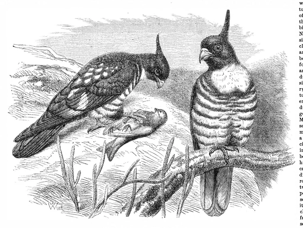 An illustration from Scientific American, Vol. 33, No. 15 (1875), 1875, leaf 8