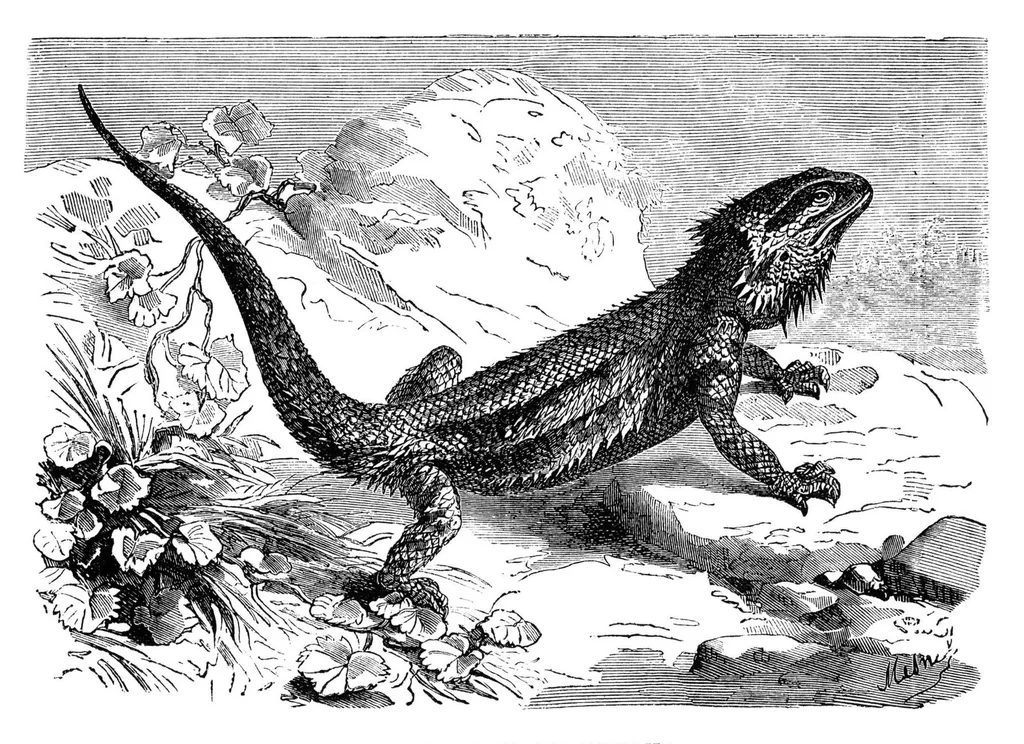 An illustration from Scientific American, Vol. 33, No. 19 (1875), 1875, leaf 8