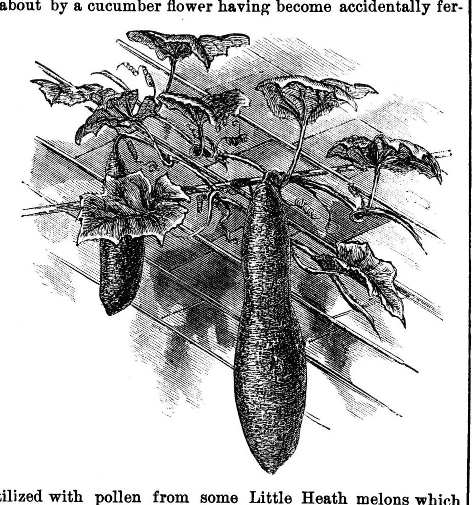 An illustration from Scientific American, Vol. 33, No. 20 (1875), 1875, leaf 8